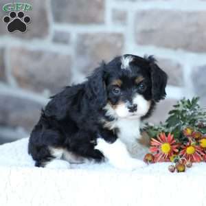 Skye, Cavapoo Puppy